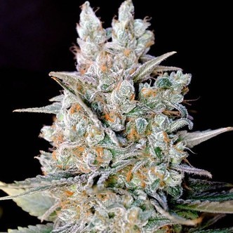 Kritikal Bilbo Auto (Genehtik Seeds) feminiserede