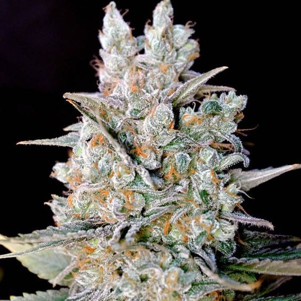 Kritikal Bilbo Auto (Genehtik Seeds) Feminiserede