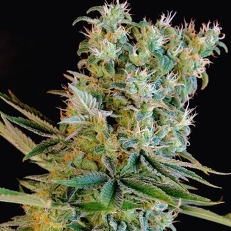 Amnesia Bilbo (Genehtik Seeds) feminiserede cannabisfr&oslash;