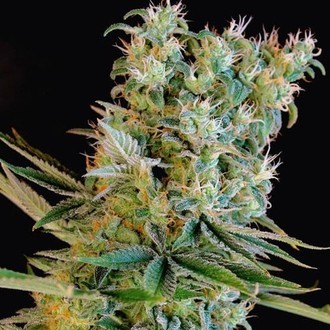 Amnesia Bilbo (Genehtik Seeds) Feminiserede