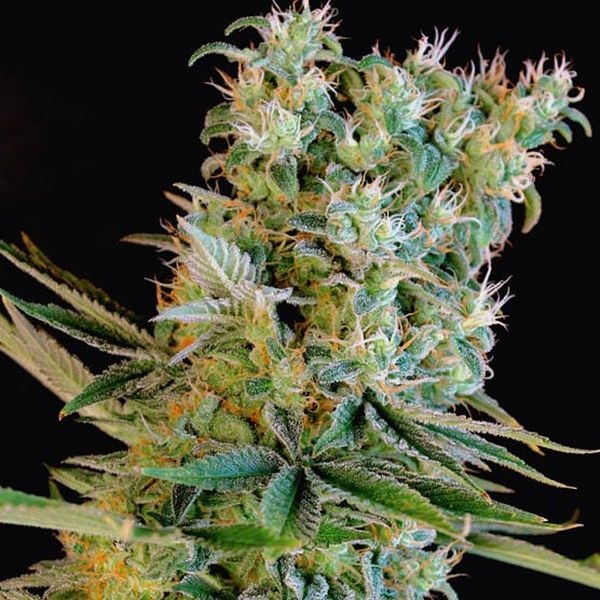 Amnesia Bilbo (Genehtik Seeds) Feminiserede