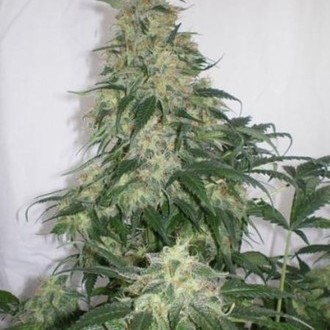 Amnesia Bilbo (Genehtik Seeds) Feminiserede