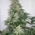 Amnesia Bilbo (Genehtik Seeds) Feminiserede