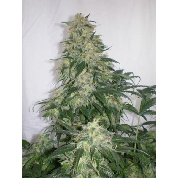 Amnesia Bilbo (Genehtik Seeds) Feminiserede