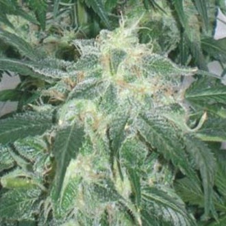 Amnesia Bilbo (Genehtik Seeds) Feminiserede