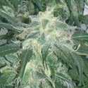 Amnesia Bilbo (Genehtik Seeds) Feminiserede