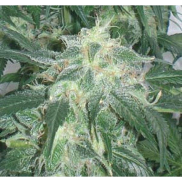 Amnesia Bilbo (Genehtik Seeds) Feminiserede