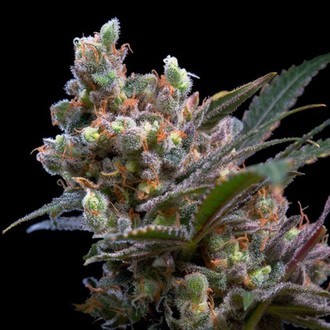 Kritikal Bilbo (Genehtik Seeds) Feminiserede