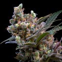 Kritikal Bilbo (Genehtik Seeds) Feminiserede