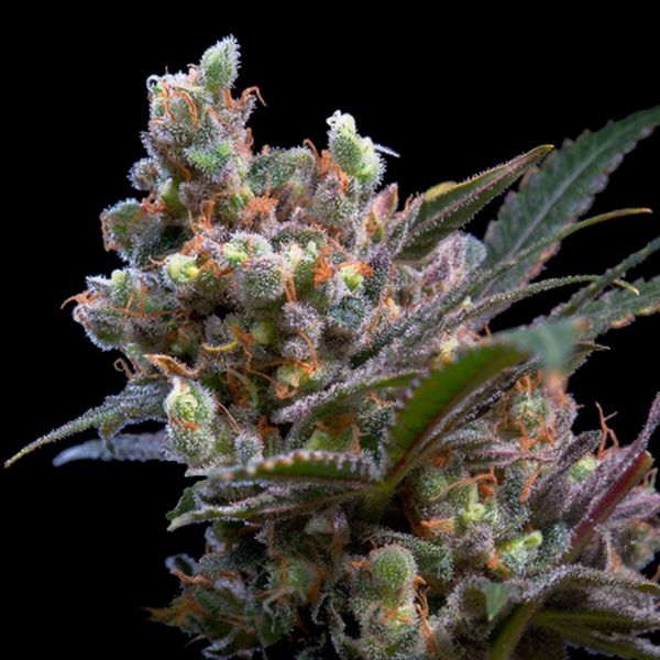 Kritikal Bilbo (Genehtik Seeds) Feminiserede