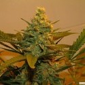 Kritikal Bilbo (Genehtik Seeds) Feminiserede