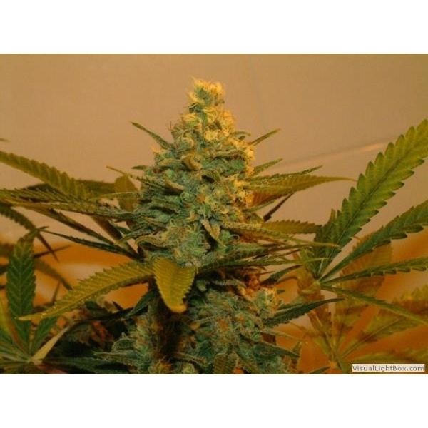 Kritikal Bilbo (Genehtik Seeds) Feminiserede