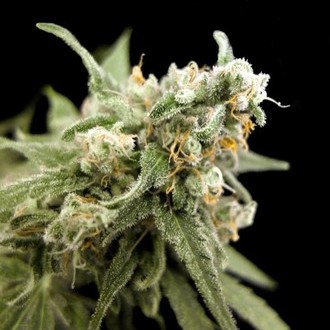 Kritikal Bilbo (Genehtik Seeds) Feminiserede