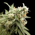 Kritikal Bilbo (Genehtik Seeds) Feminiserede