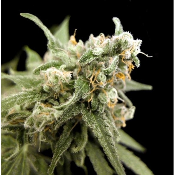 Kritikal Bilbo (Genehtik Seeds) Feminiserede