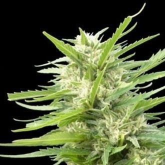 Kritikal Bilbo x AK-47 (Genehtik Seeds) Feminiserede