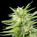 Kritikal Bilbo x AK-47 (Genehtik Seeds) Feminiserede