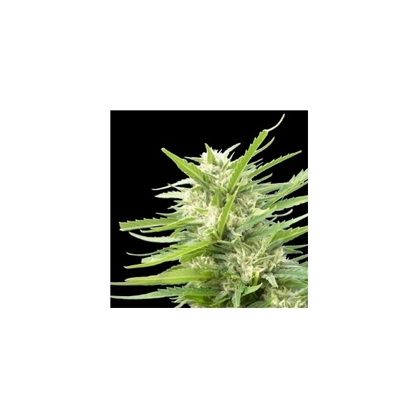 Kritikal Bilbo x AK-47 (Genehtik Seeds) Feminiserede