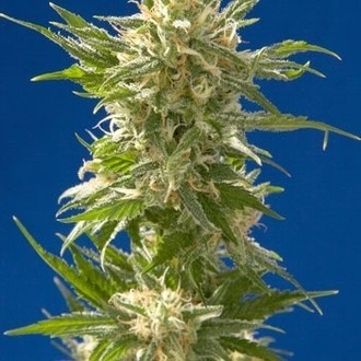 AK (Spliff Seeds) Feminiserede