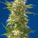 AK (Spliff Seeds) Feminiserede