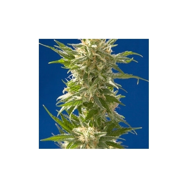 AK (Spliff Seeds) Feminiserede