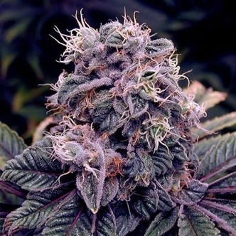 Blueberry (Spliff Seeds) feminiserede cannabisfr&oslash;