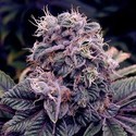 Blue Berry (Spliff Seeds) Feminiserede