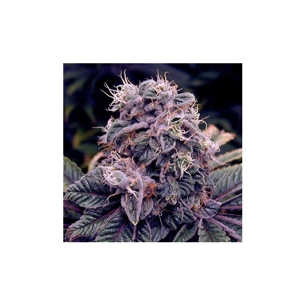 Blue Berry (Spliff Seeds) Feminiserede