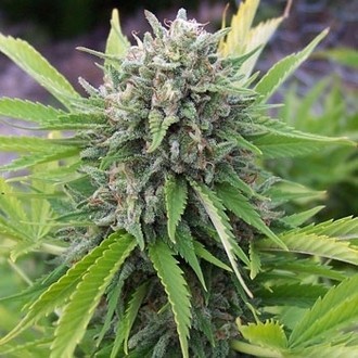 Bubblegun (Spliff Seeds) Feminiserede