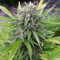 Bubblegun (Spliff Seeds) Feminiserede