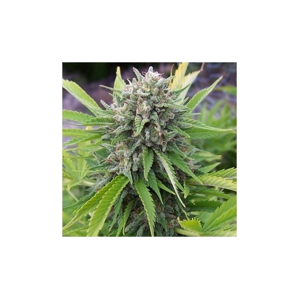 Bubblegun (Spliff Seeds) Feminiserede