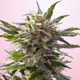 Chrystal White (Spliff Seeds) feminiserede cannabisfr&oslash;