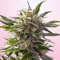Crystal White (Spliff Seeds) Feminiserede