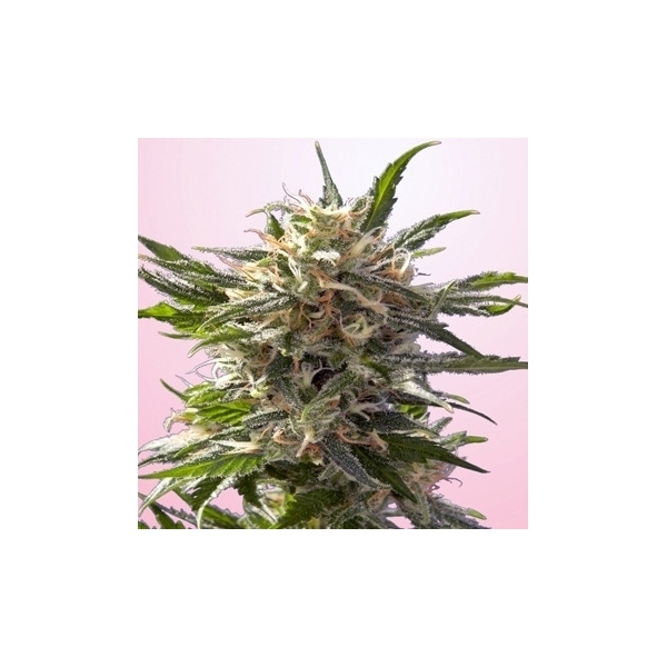 Crystal White (Spliff Seeds) Feminiserede