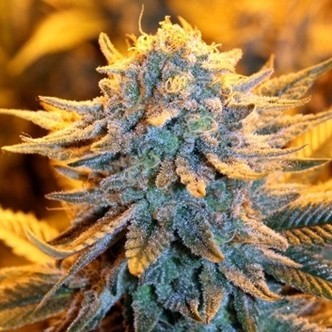 Dutch Automatic (Spliff Seeds) feminiserede cannabisfr&oslash;