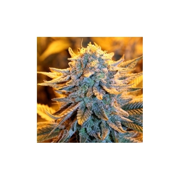 Dutch Autoflower (Spliff Seeds) Feminiserede