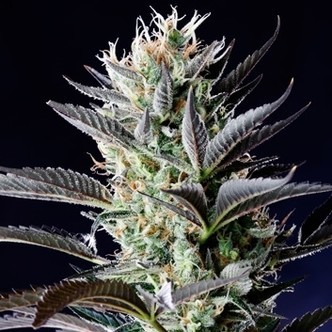 Dutch Blue Automatic (Spliff Seeds) feminiserede