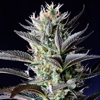 Dutch Blue Autoflower (Spliff Seeds) Feminiserede