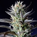 Dutch Blue Autoflower (Spliff Seeds) Feminiserede