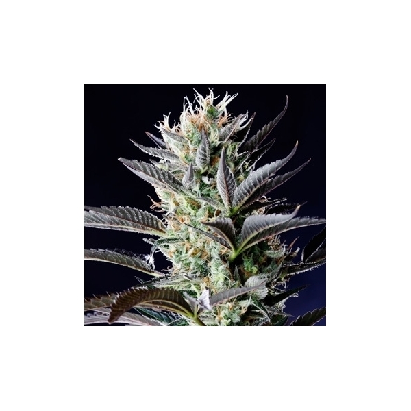 Dutch Blue Autoflower (Spliff Seeds) Feminiserede