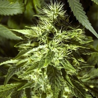 Fast Bud Outdoor (Spliff Seeds) feminiserede