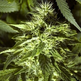 Fast Bud Outdoor (Spliff Seeds) Feminiserede