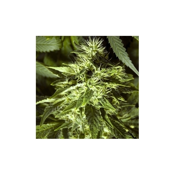 Fast Bud Outdoor (Spliff Seeds) Feminiserede