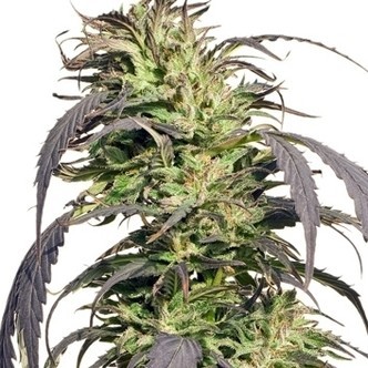 Gold Rush Outdoor (Spliff Seeds) feminiserede