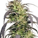 Gold Rush Outdoor (Spliff Seeds) Feminiserede