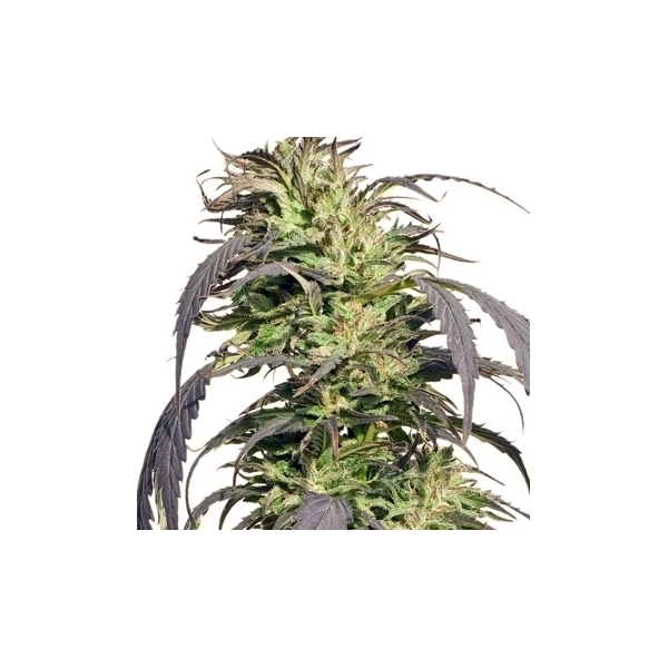 Gold Rush Outdoor (Spliff Seeds) Feminiserede
