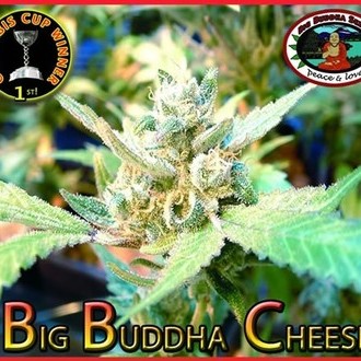 Big Buddha Cheese (Big Buddha Seeds) Feminiserede