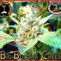 Big Buddha Cheese (Big Buddha Seeds) Feminiserede