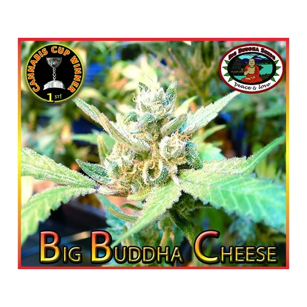 Big Buddha Cheese (Big Buddha Seeds) Feminiserede