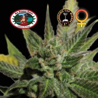 Big Buddha Cheese (Big Buddha Seeds) feminiserede cannabisfr&oslash;